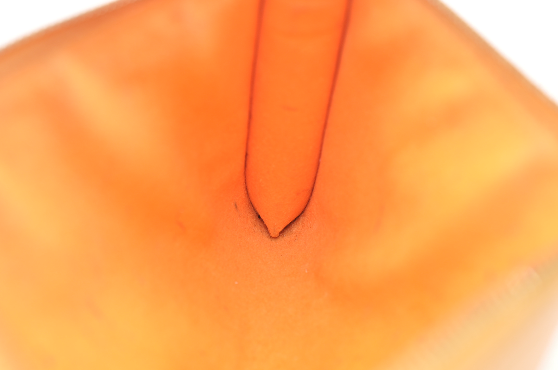 _DSC0142