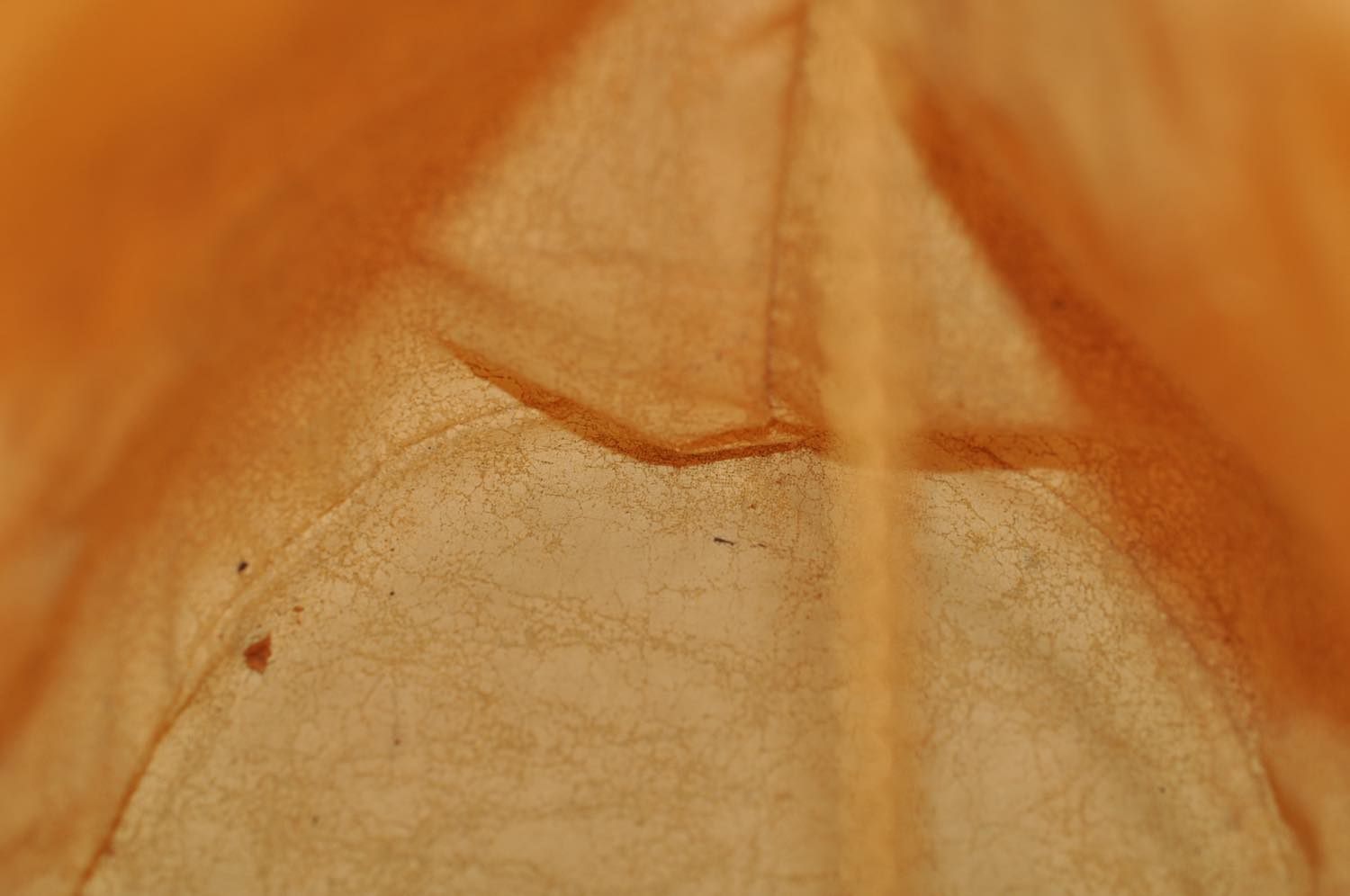 th_DSC_0215